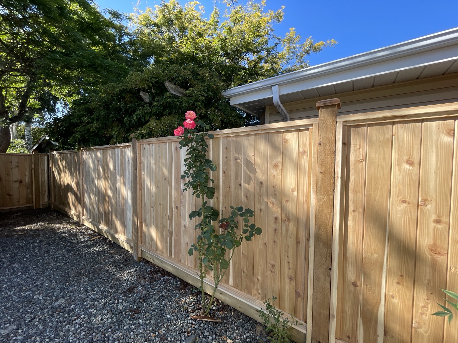 A finished cedar fence along a garden